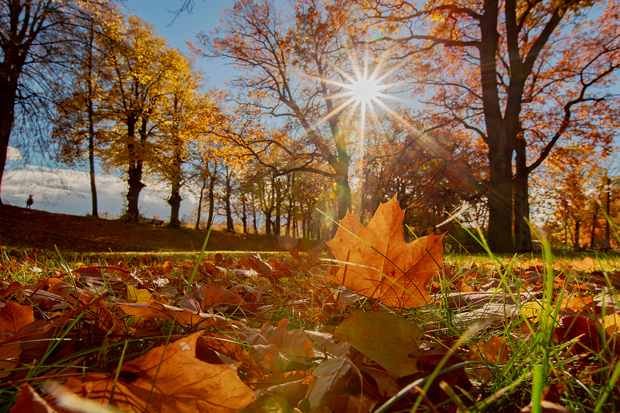5 Tips for Leading the Church into Autumn